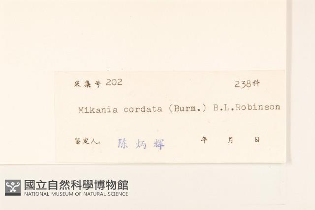 蔓澤蘭藏品圖，第3張