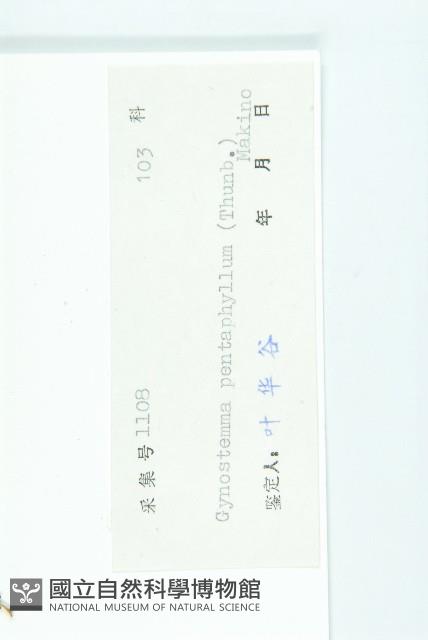 絞股藍藏品圖，第3張