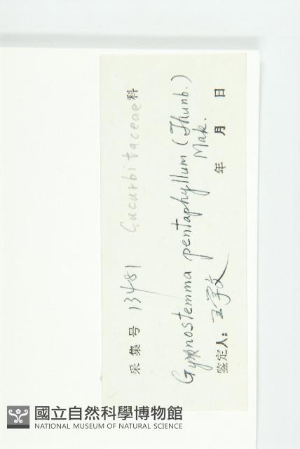 絞股藍藏品圖，第3張