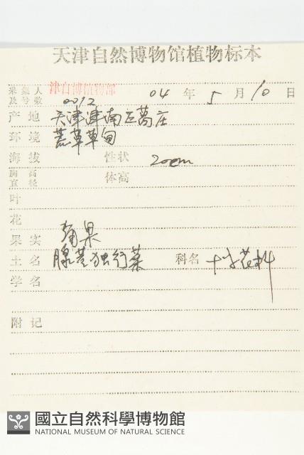 紫葳, 凌霄花藏品圖，第4張