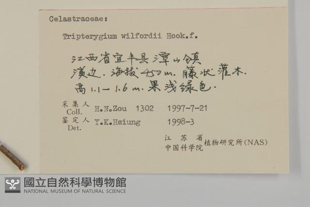 雷公藤藏品圖，第3張