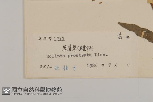 鱧腸藏品圖，第3張