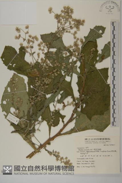 布朗藤藏品圖，第3張