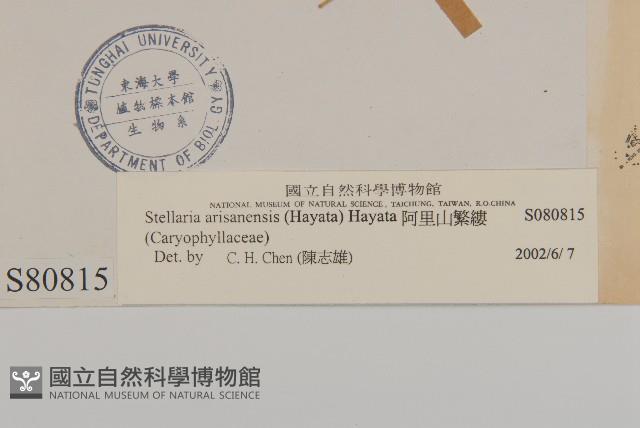 阿里山繁縷藏品圖，第3張