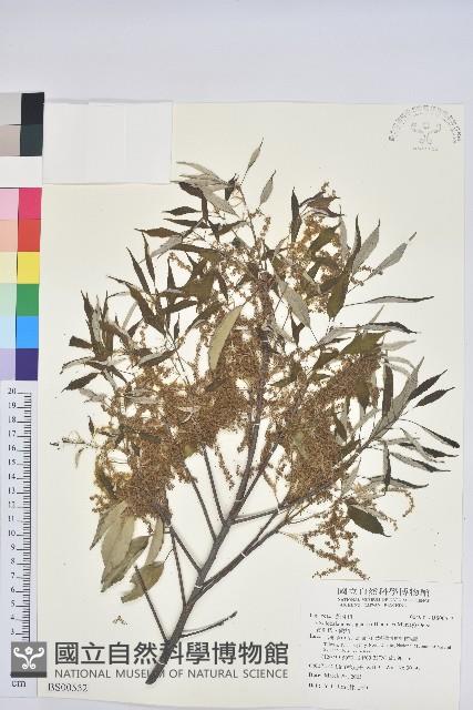 無梗忍冬藏品圖，第3張