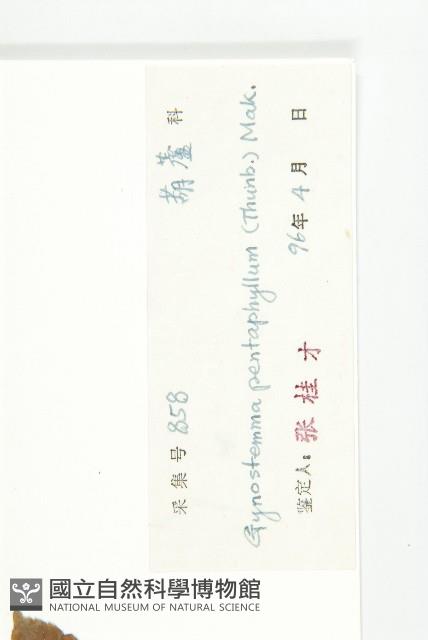 絞股藍藏品圖，第3張