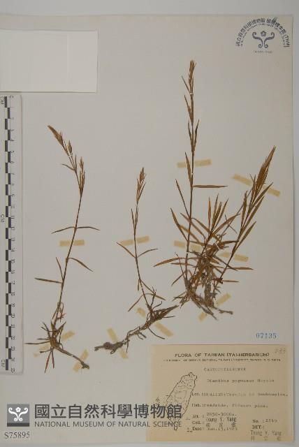 玉山石竹藏品圖，第3張