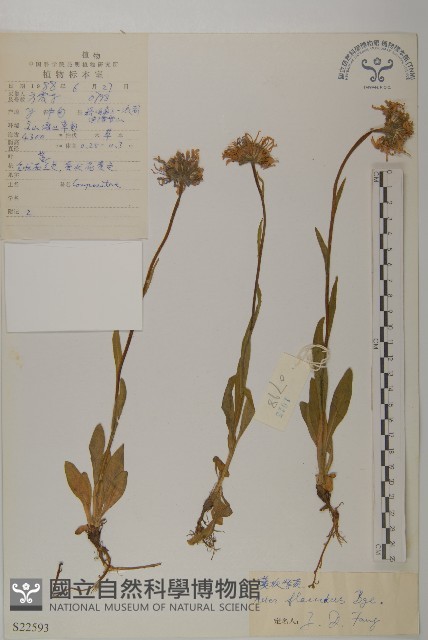 柔軟紫菀藏品圖，第4張