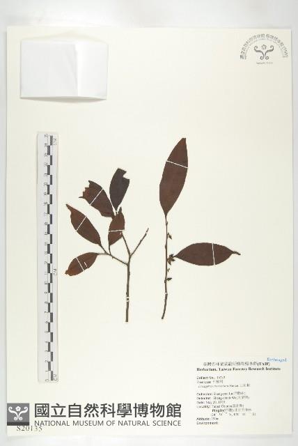 山紅柿藏品圖，第3張