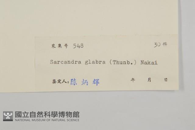 草珊瑚、紅果金粟蘭藏品圖，第3張