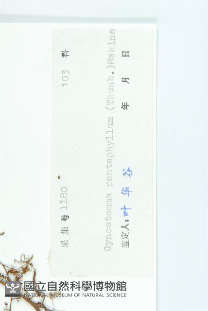 絞股藍藏品圖，第3張