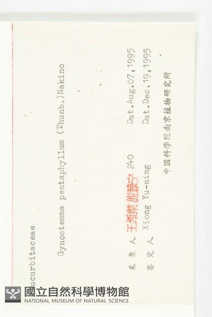 絞股藍藏品圖，第3張