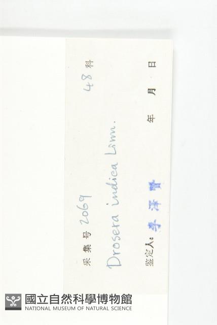 長葉茅膏菜藏品圖，第3張