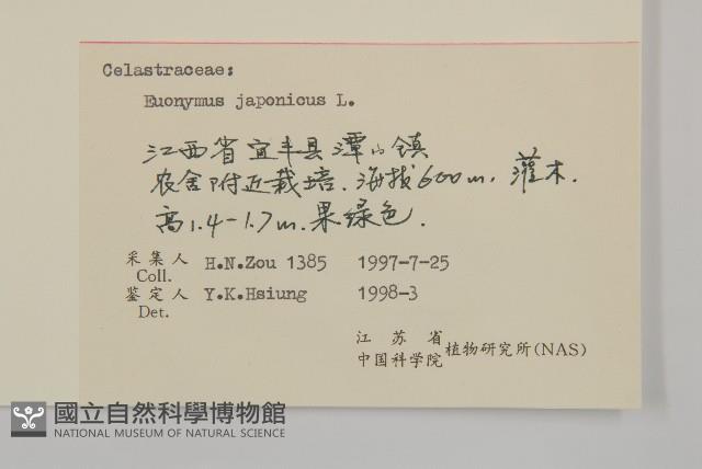 日本衛矛, 大葉黃楊藏品圖，第3張