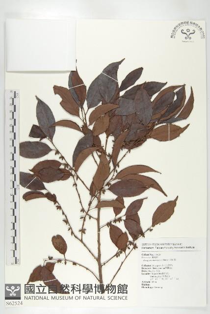 山紅柿藏品圖，第3張