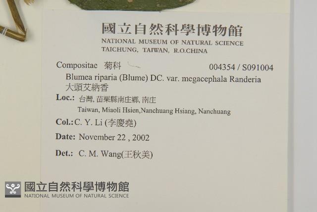 大頭艾納香藏品圖，第4張