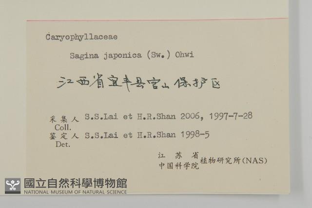 瓜槌草、漆姑草藏品圖，第3張