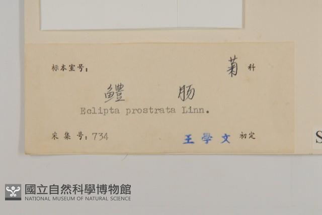 鱧腸藏品圖，第3張