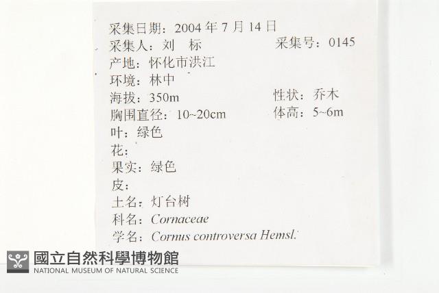 燈臺樹藏品圖，第4張