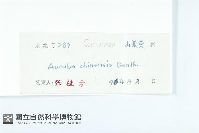 桃葉珊瑚藏品圖，第3張