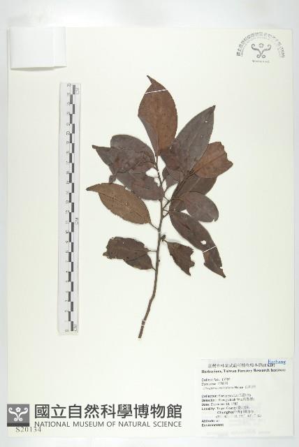 山紅柿藏品圖，第3張