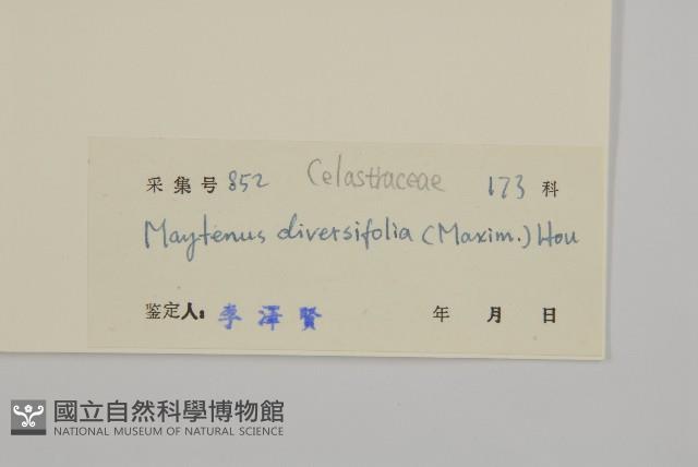 北仲, 刺裸實藏品圖，第3張