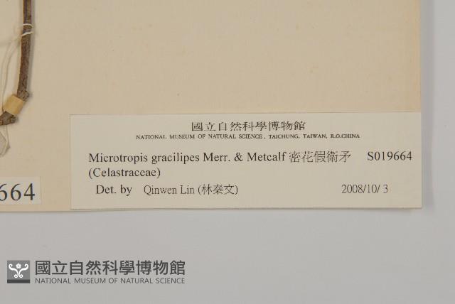 密花假衛矛藏品圖，第4張