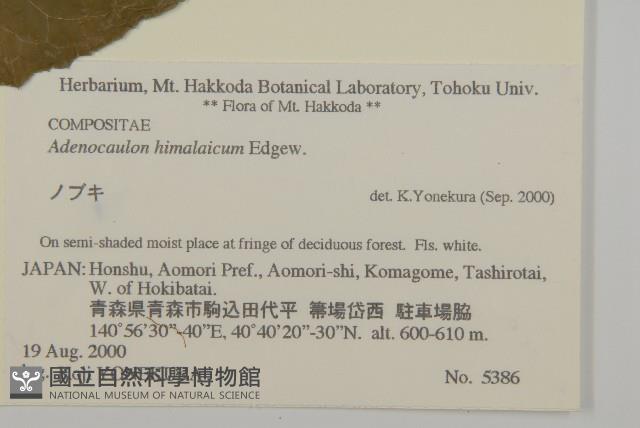 腺梗菜藏品圖，第4張