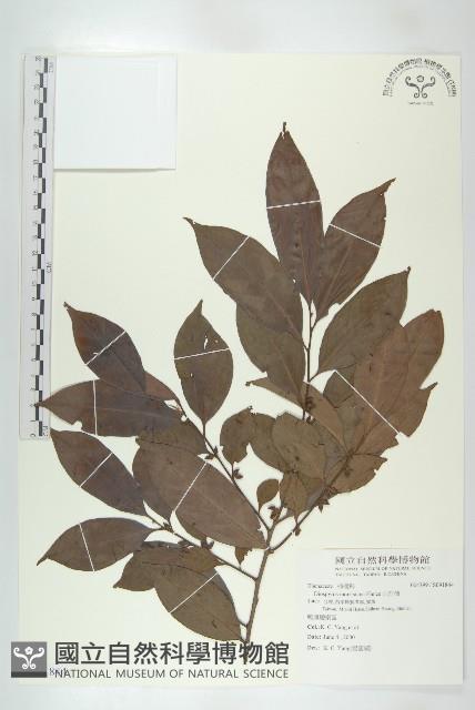 山紅柿藏品圖，第3張