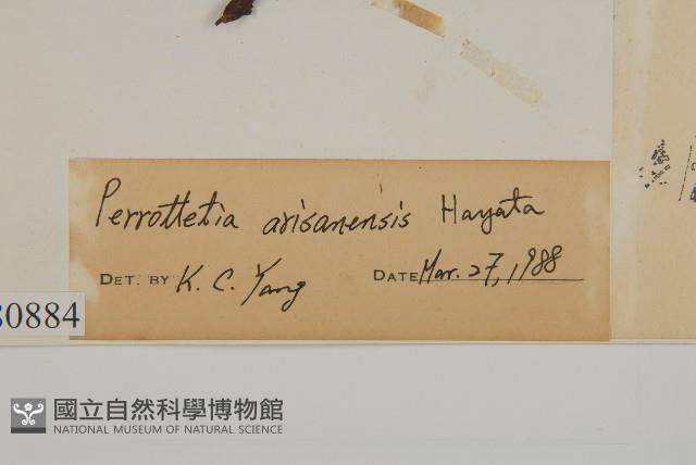 佩羅特木藏品圖，第3張