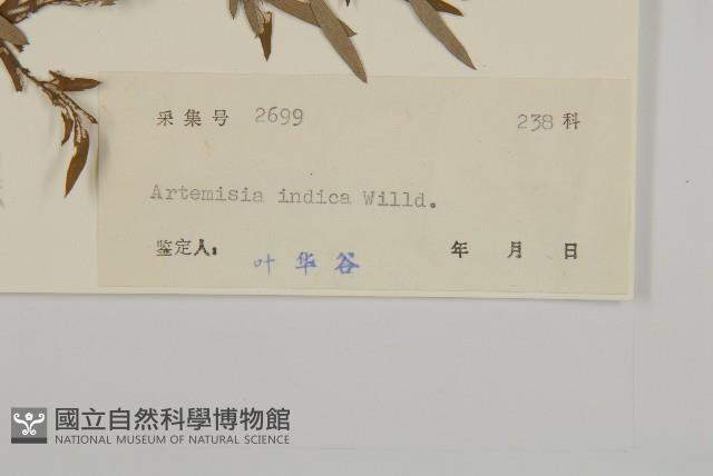 艾、五月艾藏品圖，第3張