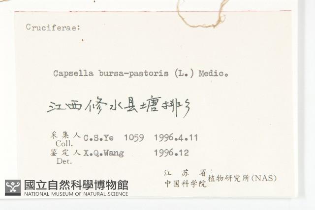 薺藏品圖，第3張