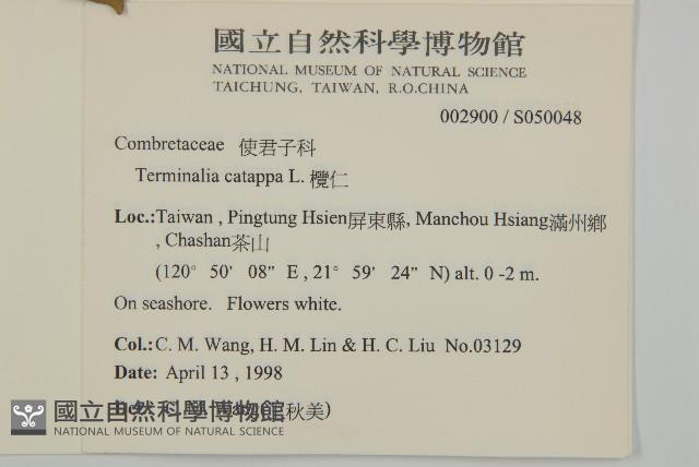 球序卷耳藏品圖，第4張