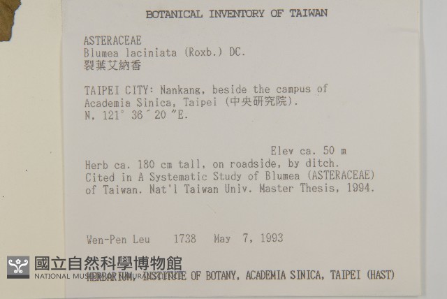 裂葉艾納香藏品圖，第4張