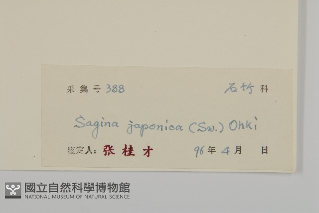 瓜槌草、漆姑草藏品圖，第3張