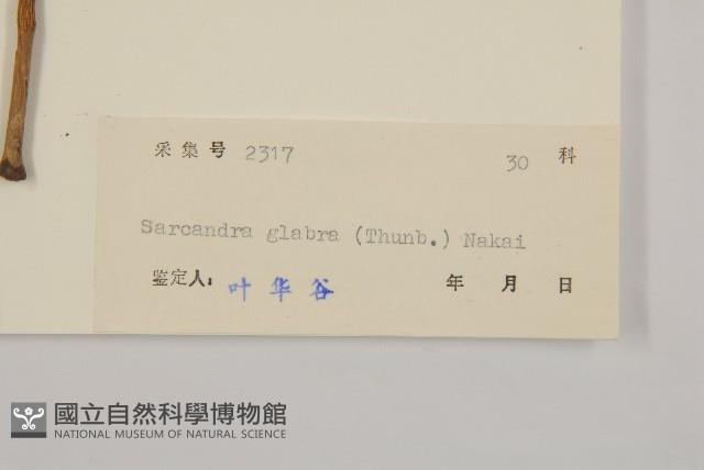 草珊瑚、紅果金粟蘭藏品圖，第3張