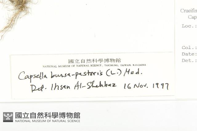 薺藏品圖，第3張