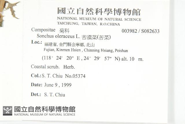 臺灣澤蘭藏品圖，第4張