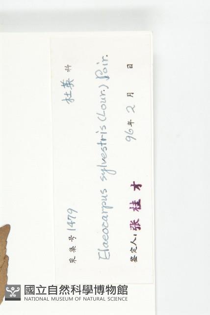 杜英、山杜英、蘭嶼杜英藏品圖，第3張