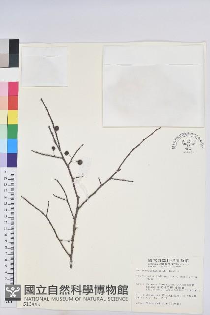 針刺草藏品圖，第3張