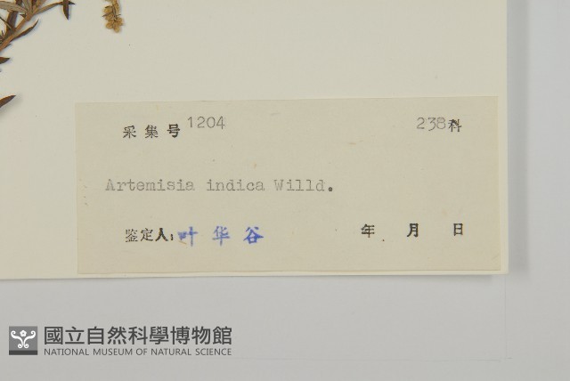艾、五月艾藏品圖，第3張
