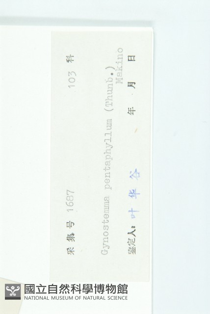 絞股藍藏品圖，第3張