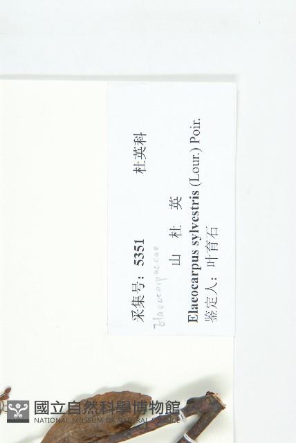 杜英、山杜英、蘭嶼杜英藏品圖，第3張