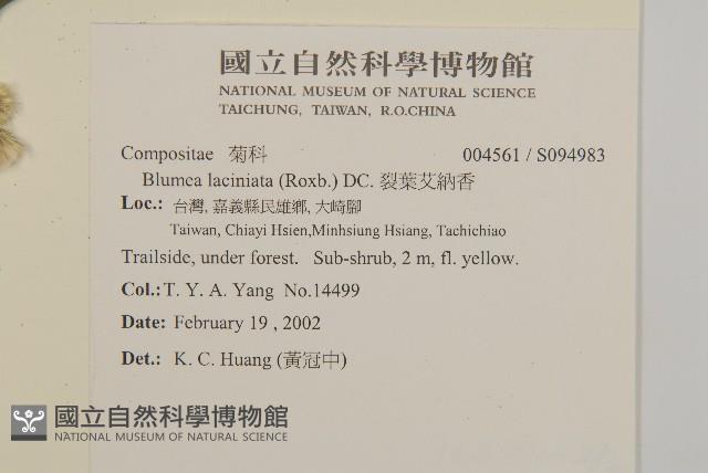 裂葉艾納香藏品圖，第4張