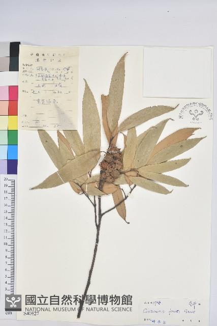 星刺栲、羅浮錐藏品圖，第3張