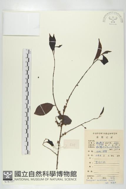 山紅柿藏品圖，第3張