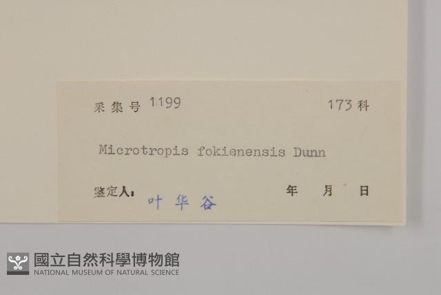 福建賽衛矛、福建假衛矛藏品圖，第3張