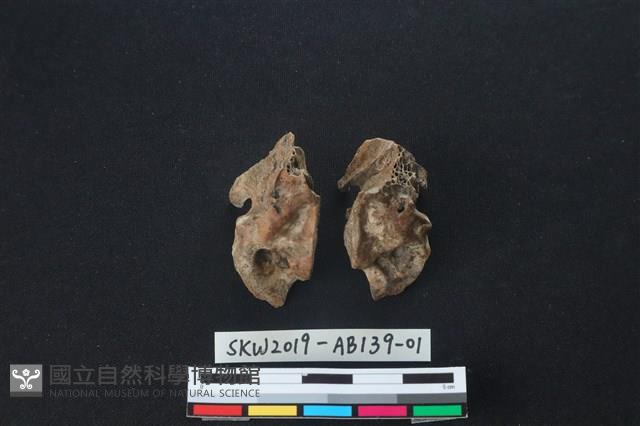 獸骨藏品圖，第4張