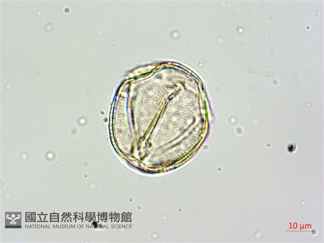 黑果馬交兒藏品圖，第5張