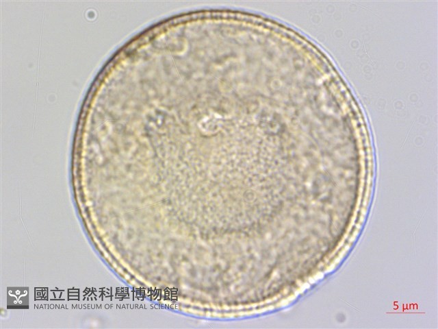 楓香、楓樹藏品圖，第5張
